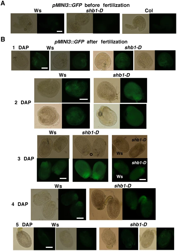 SHB1 regulates the expression of <i>pMINI3::GFP</i>.