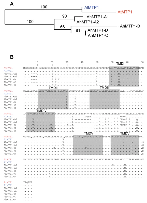 Phylogenetic analysis of <i>MTP1</i> gene sub-family from <i>A. thaliana</i>, <i>A. lyrata</i>, and <i>A. halleri</i>.