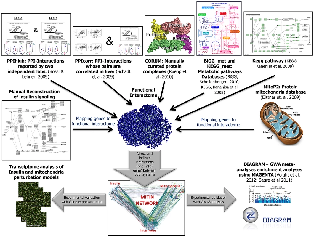 Schematic flow chart of the generation and evaluation of the MITIN network.
