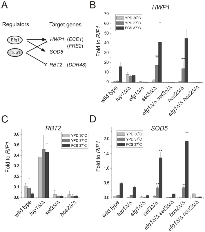 Loss of <i>SET3</i> or <i>HOS2</i> enhances induction of <i>EFG1</i>-dependent target genes.