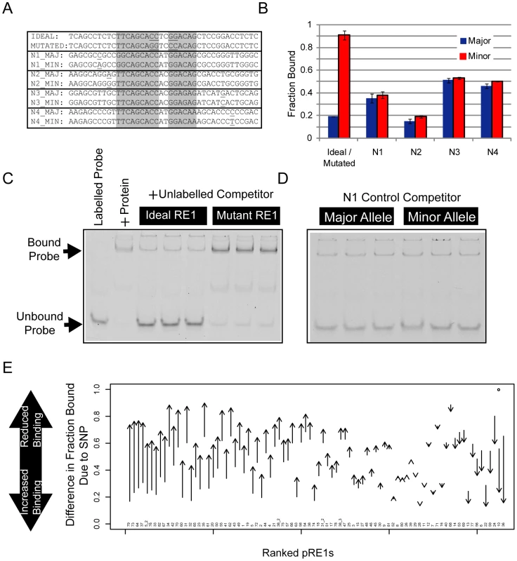 Electrophoretic mobility shift assay to measure affinity differences between RE1 alleles.