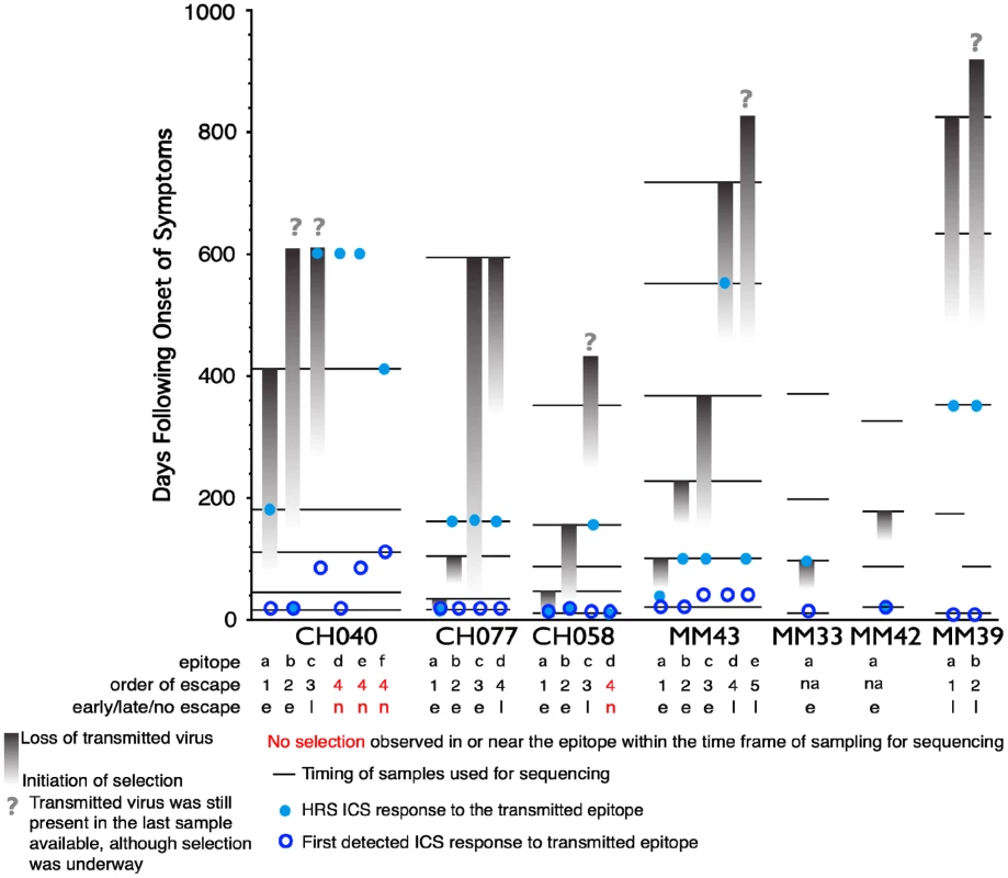 Timing of escape of each epitope relative to the first CD8+ T-cell responses.