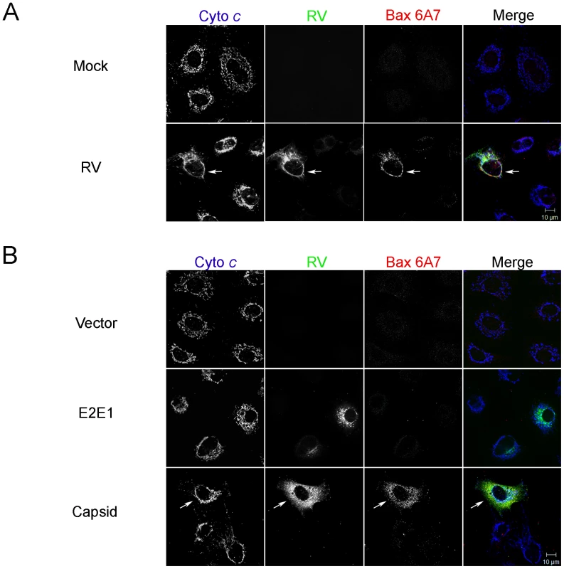 RV infection activates Bax.