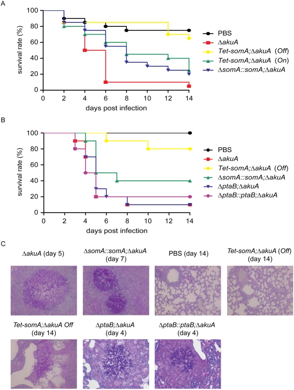 SomA is required for virulence in an egg and a mouse model of invasive aspergillosis.