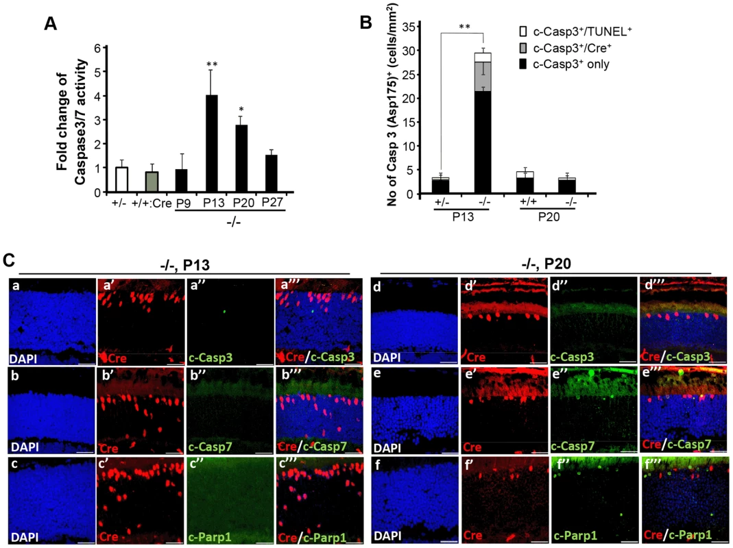 Spatiotemporal activation of caspases 3 and 7 and Parp1 in photoreceptors of <i>HRGP-cre:Ranbp2<sup>−/−</sup></i> mice.