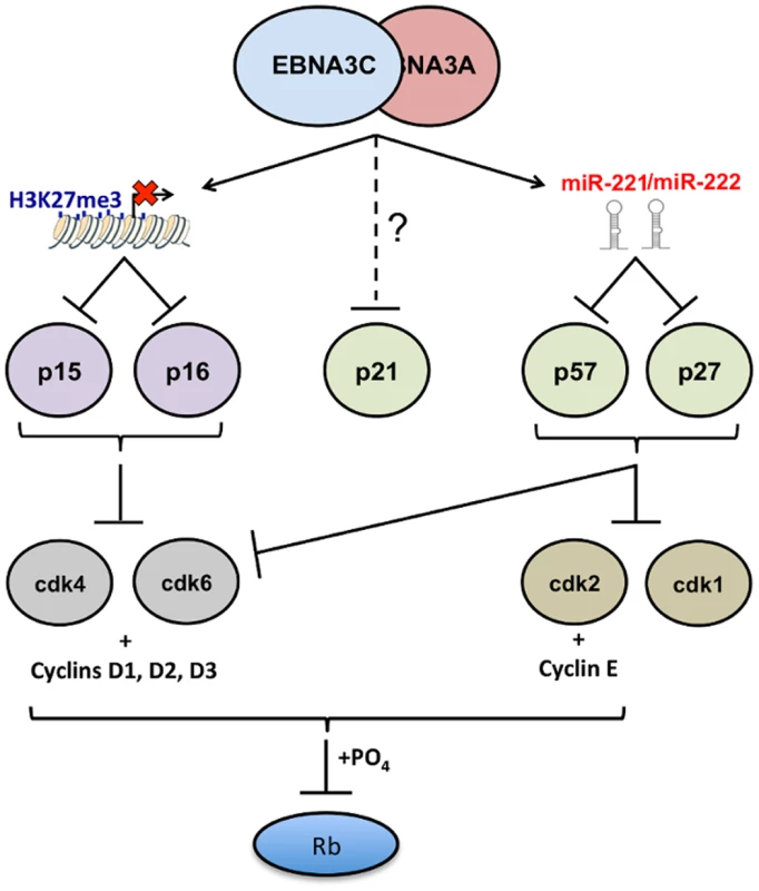 EBNA3A and EBNA3C together modulate the activity of multiple cell cycle inhibitors by more than one mechanism.