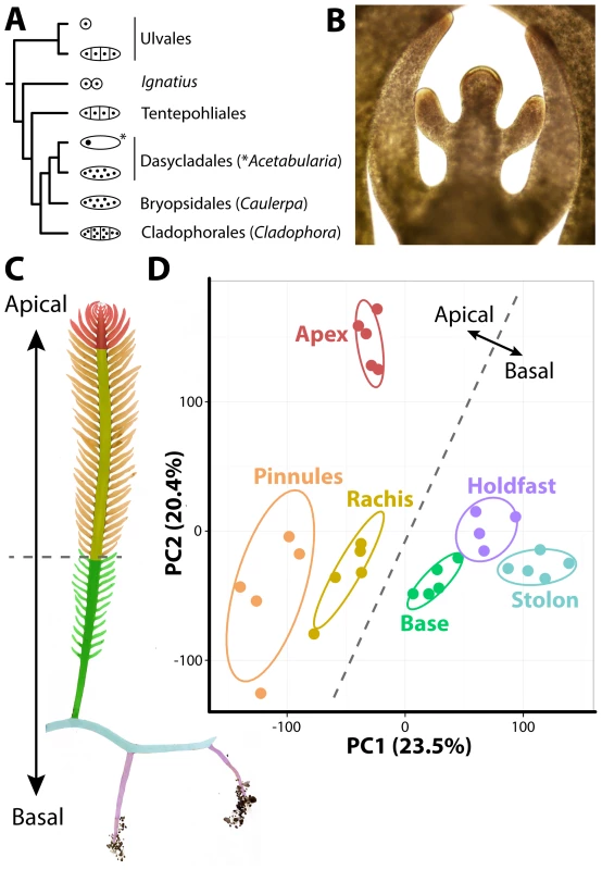The evolutionary and developmental context of siphonous morphology in <i>Caulerpa taxifolia.</i>