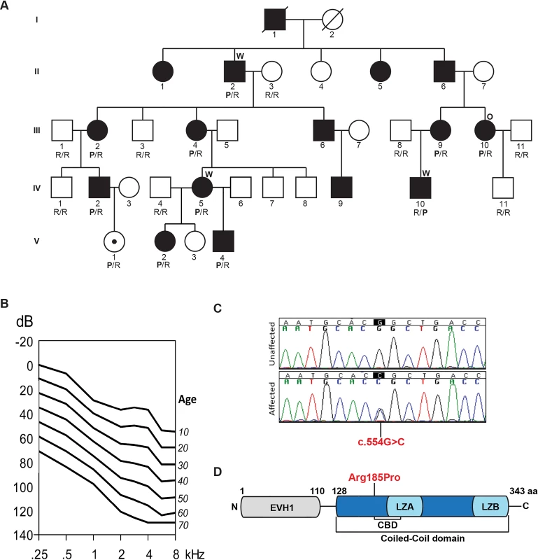 Pedigree, clinical data, HOMER2 mutation and protein structure.