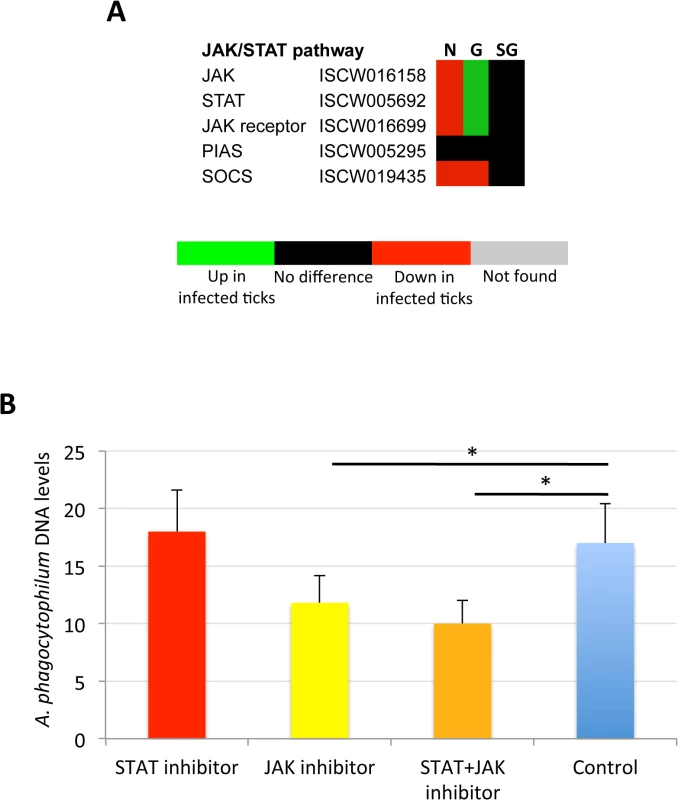 Role of tick JAK/STAT pathway in response to <i>A</i>. <i>phagocytophilum</i> infection.