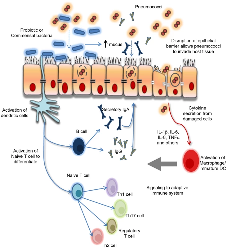 Paradigm for the proposed biological effects of probiotic bacteria in protection against pneumococcal infection.