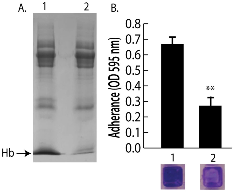 Depletion of hemoglobin from a nasal secretion results in reduced <i>S. aureus</i> surface colonization.