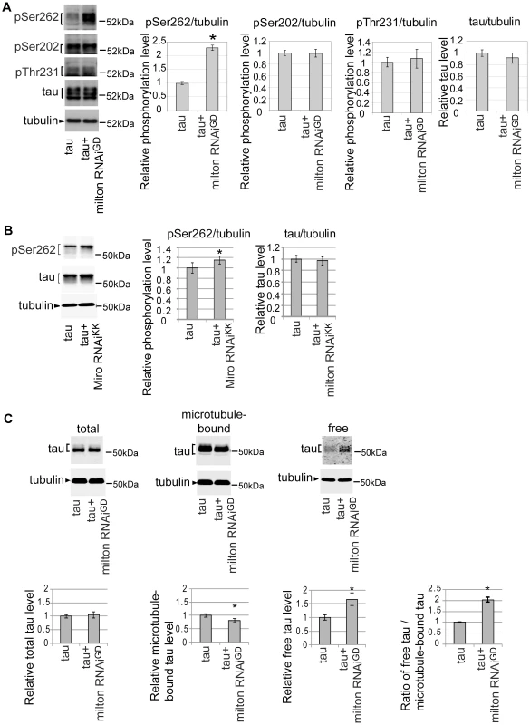 Knockdown of milton or Miro increases tau phosphorylation levels at AD–related Ser262.