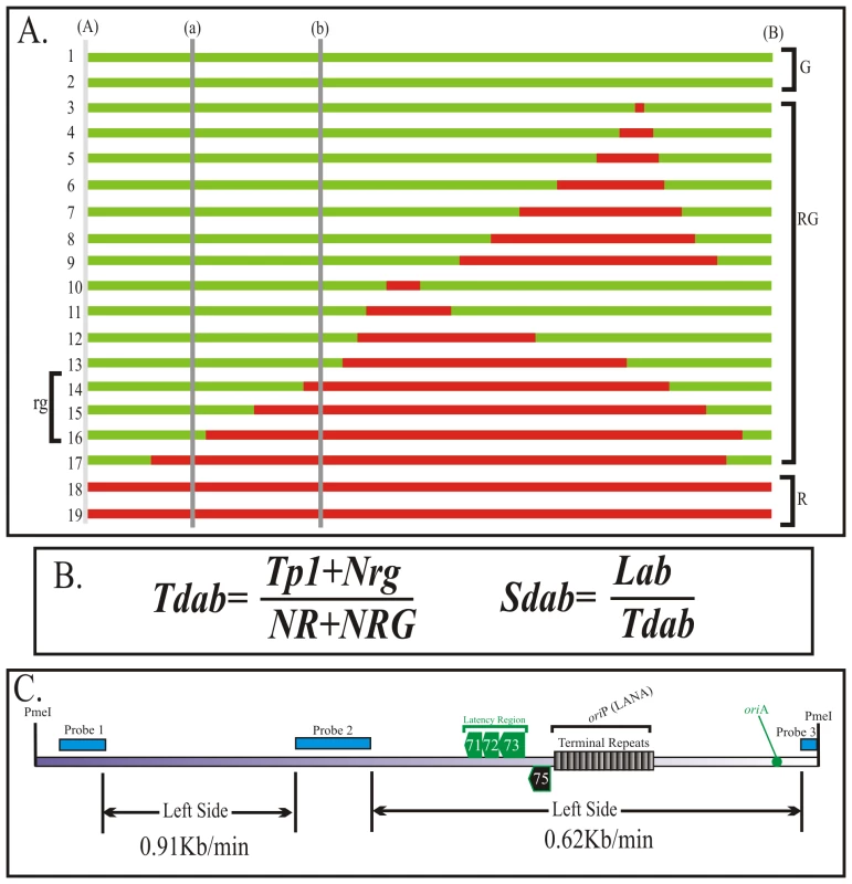 Calculation of the duplication speed of KSHV genome regions.