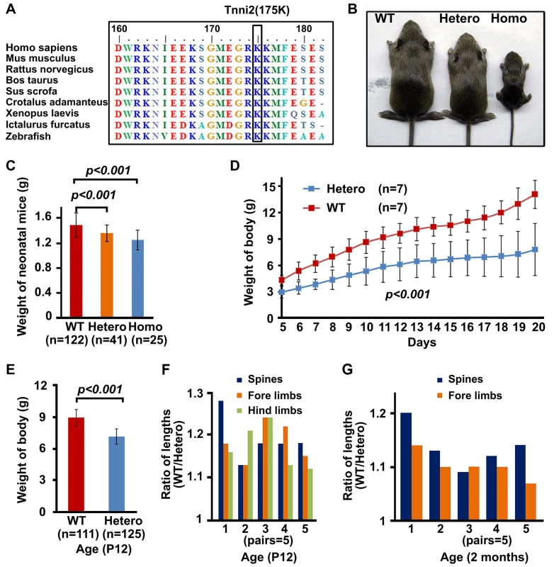 <i>Tnni2<sup>K175del</sup></i> mutant mice showed small body size.