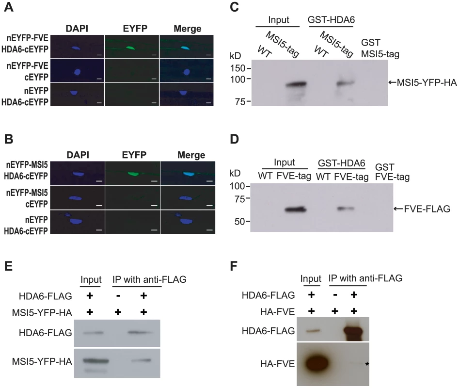 HDA6 Forms a Nuclear Complex with MSI5 or FVE.