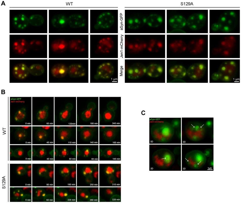 Plasma membrane to vacuole endocytic trafficking of WT and S129A aSyn.