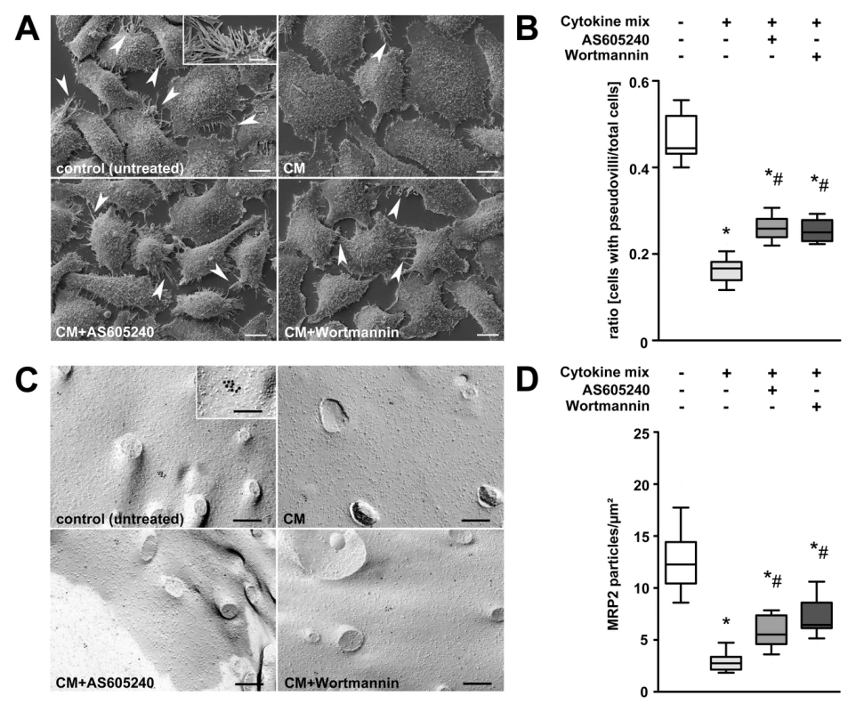 Stimulation of HepG2 cells with prototypical sepsis-associated mediators triggers internalisation of pseudovilli via PI3K signalling.