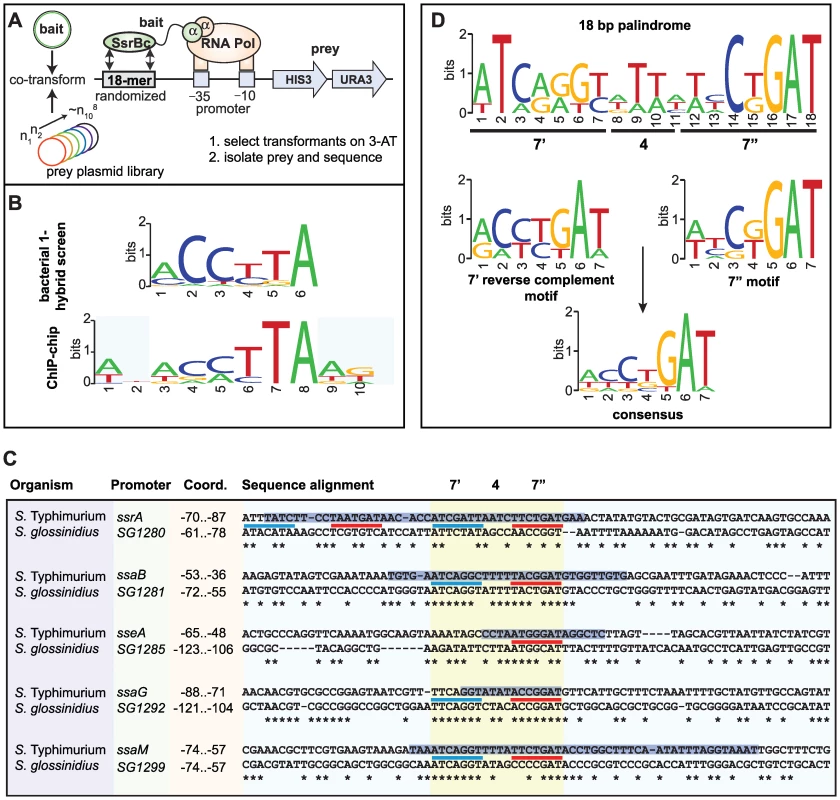 Identification of a conserved palindrome in <i>S.</i> Typhimurium SPI-2 and <i>S. glossinidius</i> SSR-3 promoters.