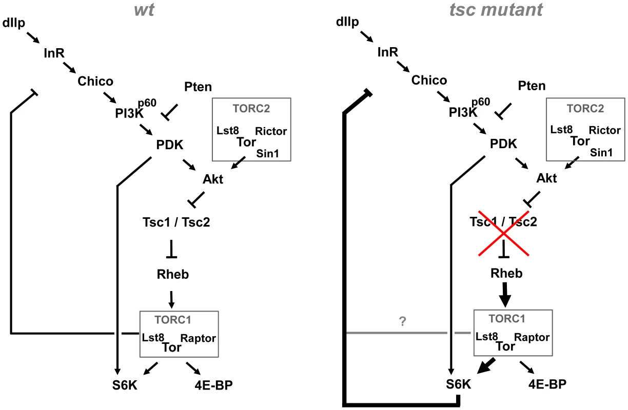 Model of the Akt–TOR signaling transduction network <i>in vivo</i>.