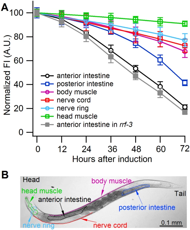 Sense-mediated silencing of <i>gfp</i> expression in transgenic <i>C</i>. <i>elegans</i>.