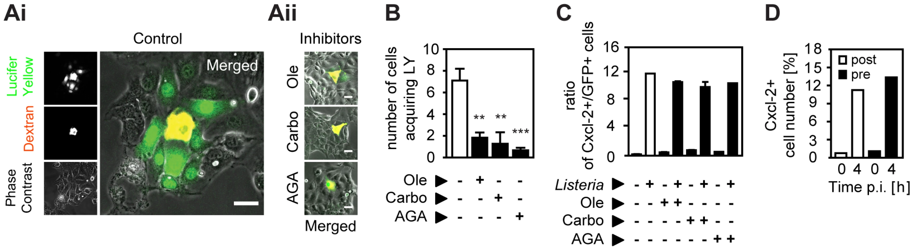 Inhibition of gap junctional transport, cytokine and prostaglandin secretion, or ion fluxes does not affect epithelial intercellular communication.