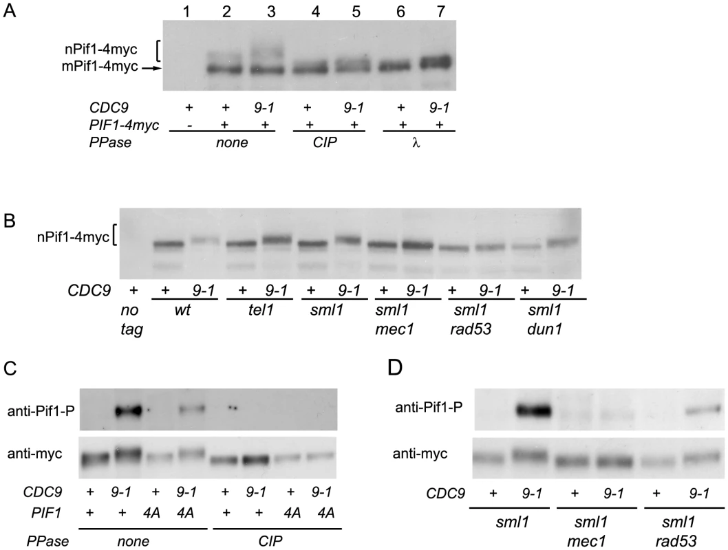 nPif1 is phosphorylated in <i>cdc9-1</i> cells and this phosphorylation is required for telomere elongation.