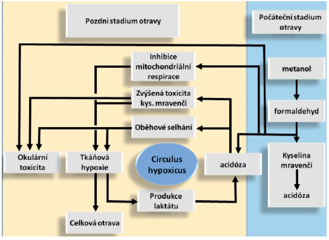 Schéma intoxikace metanolem
Upraveno podle [4]