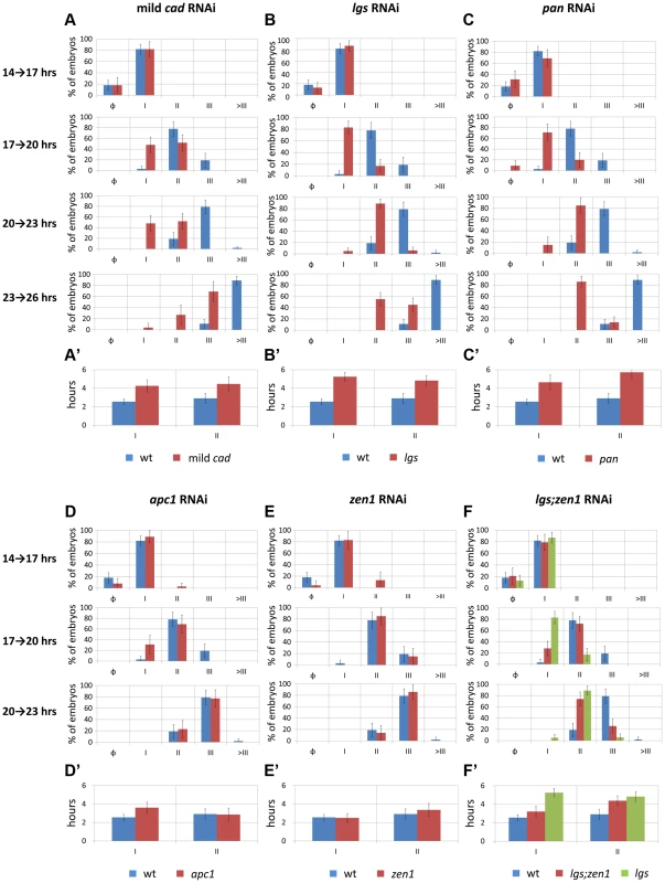 Temporal dynamics of <i>Tc-eve</i> expression at the posterior end of the embryo in WT and RNAi knockdowns.
