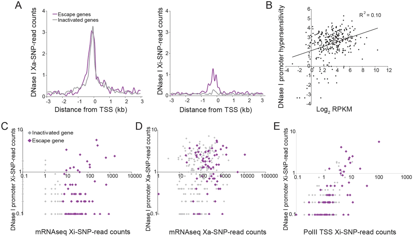 DNase I hypersensitivity at the promoters of X-linked genes correlates with expression and escape from XCI.