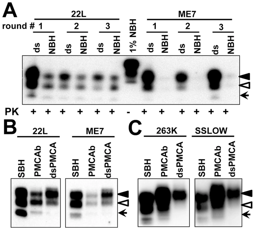 Influence of PrP<sup>C</sup> sialylation level on glycoform distribution in PMCAb-derived products.