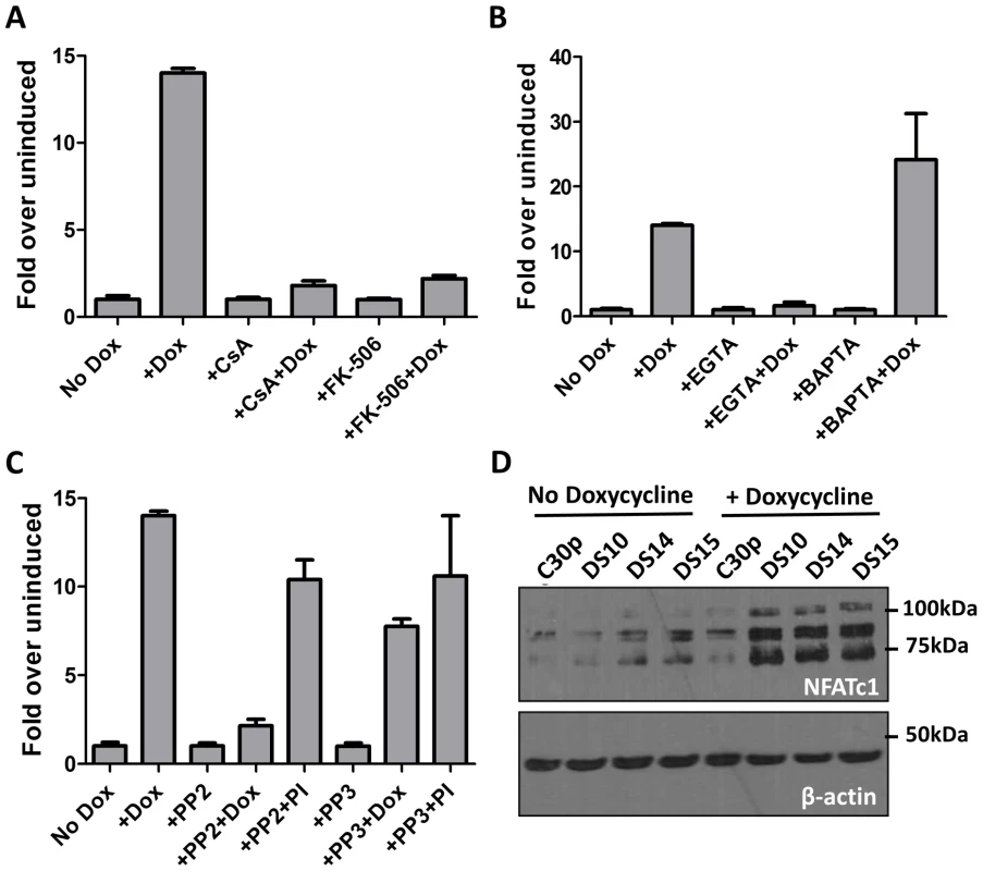M2 activation of the NFAT pathway is CsA and FK506 sensitive and requires extracellular calcium flux.