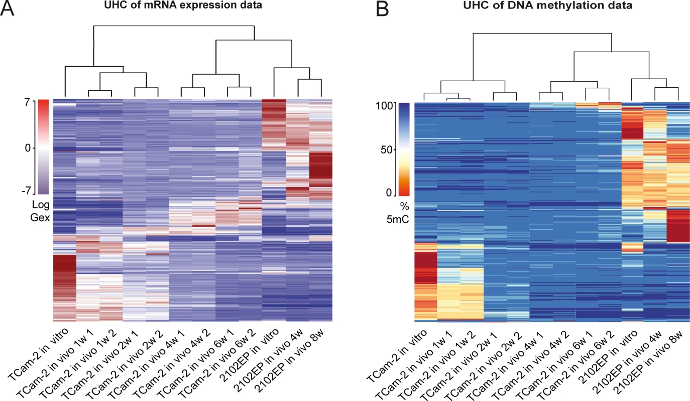 Global dynamics of Gex and 5mC during reprogramming of TCam-2 cells.
