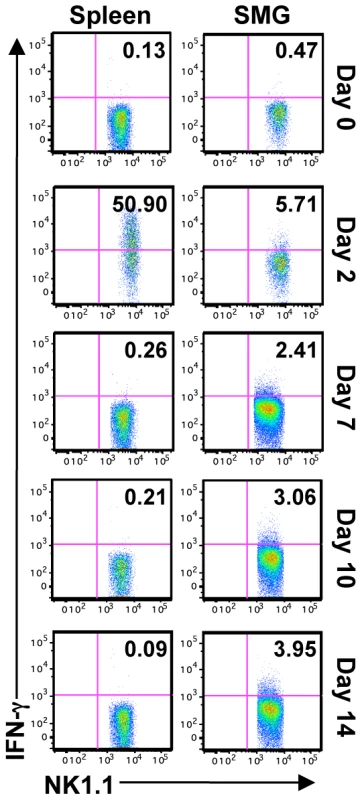 SMG NK cells are hyporesponsive <i>in vivo</i> during MCMV infection.