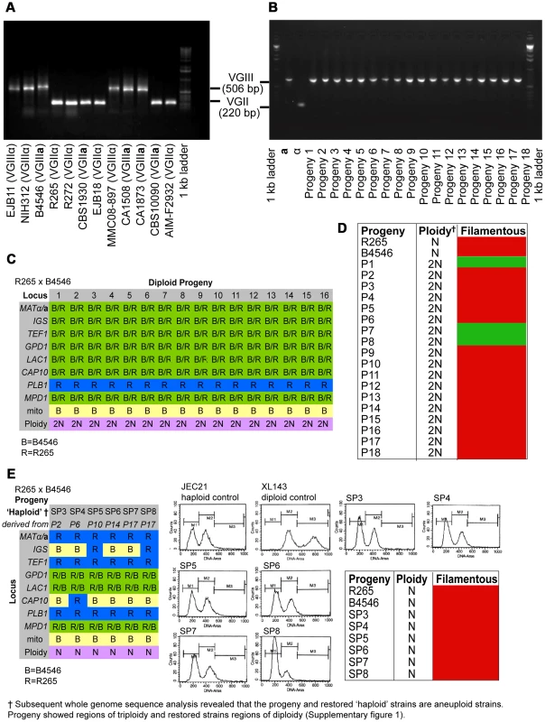 Molecular characterisation of the progeny from outgroup crosses of R265 x B4546.