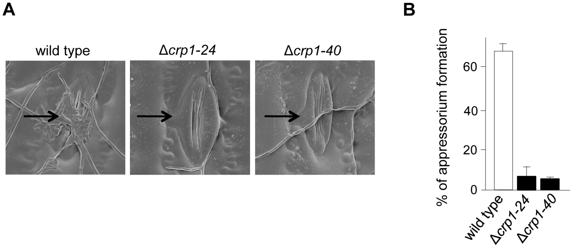 <i>CRP1</i> regulates appressorium formation and stomatal tropism in <i>C. zeae-maydis</i>.