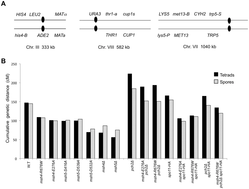 Cumulative genetic map distance in <i>msh4/5</i> hypomorphs and double and triple mutations with <i>pch2Δ</i> and <i>spo11-HA</i>.