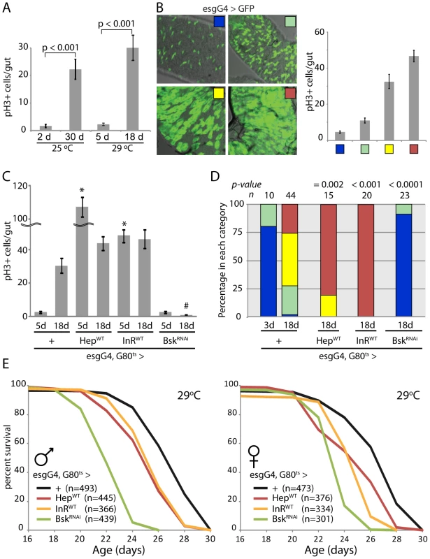 Intestinal homeostasis and tissue regeneration is critical for normal lifespan.