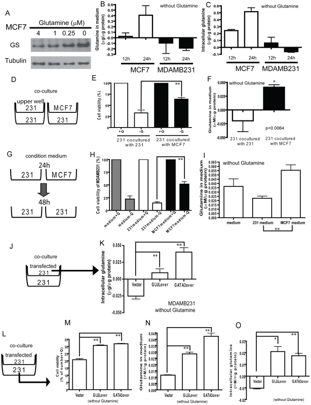 Potential for glutamine symbiosis between luminal and basal cells.