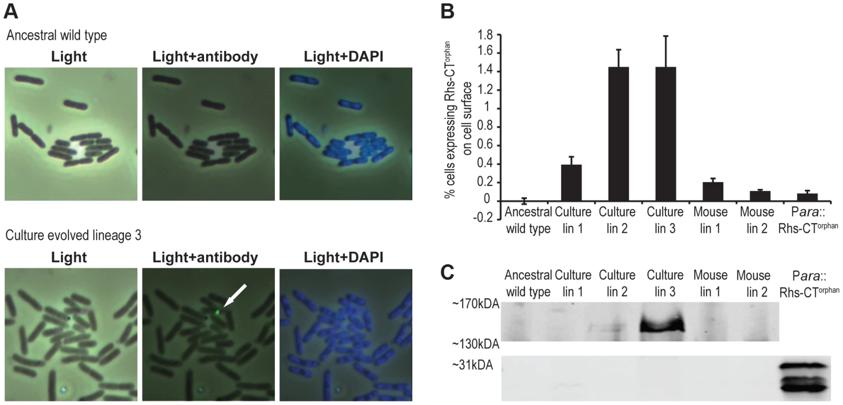 Expression of Rhs-CT orphan in evolved cells.