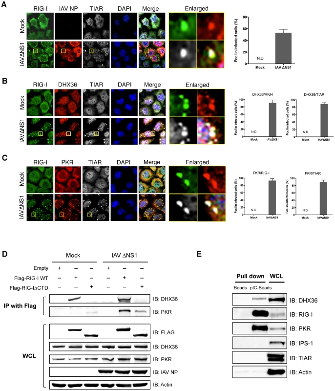 Co-localization and physical interaction of DHX36 with PKR and RIG-I.