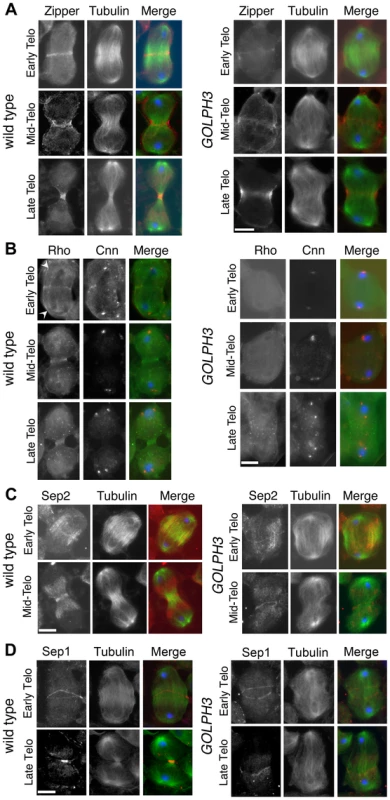 GOLPH3 is required for maintaining Rho1 at the equatorial cortex and stabilizing Septin and Myosin rings.