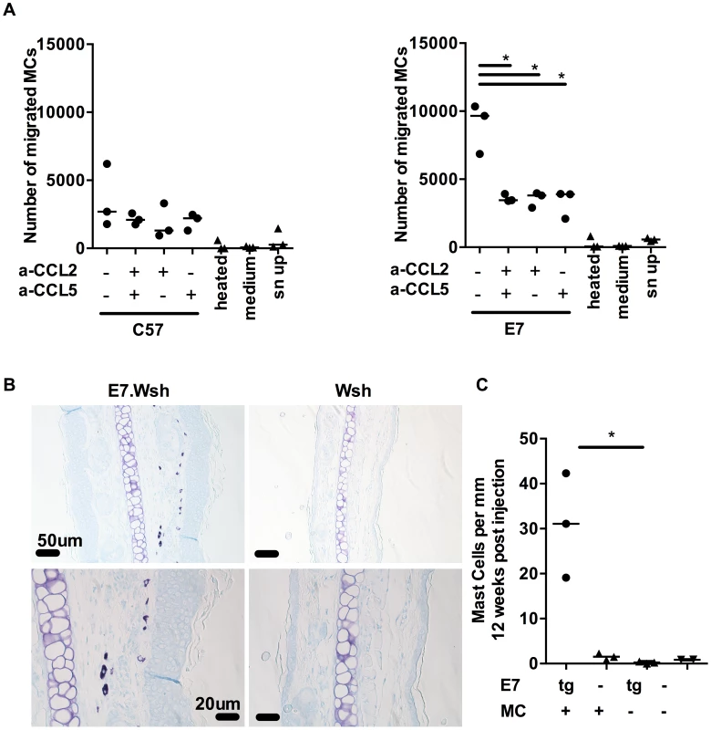 MCs migrate towards CCL2 and CCL5 and are recruited to E7 ear skin.