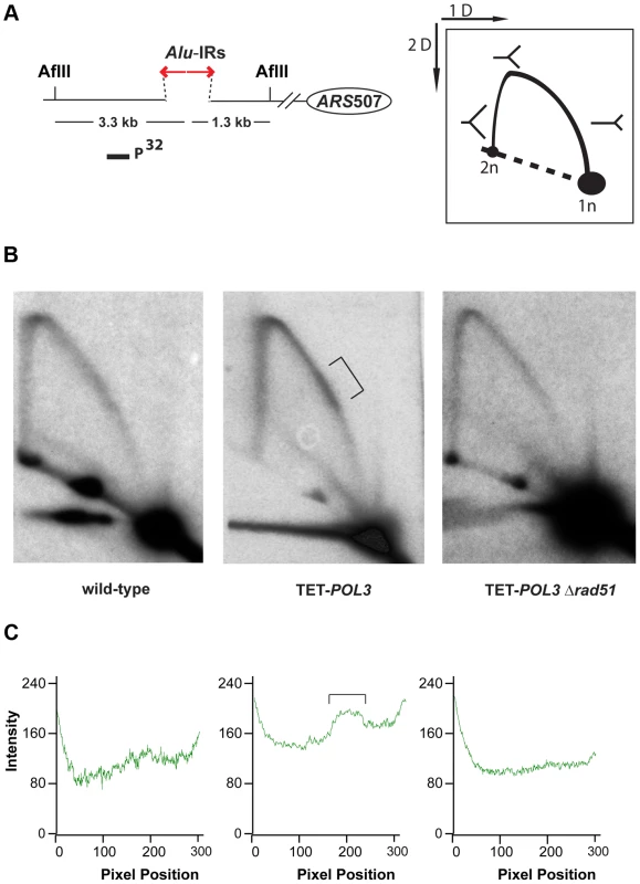 Analysis of replication fork progression through <i>Alu</i>-IRs in the wild-type and mutant strains.