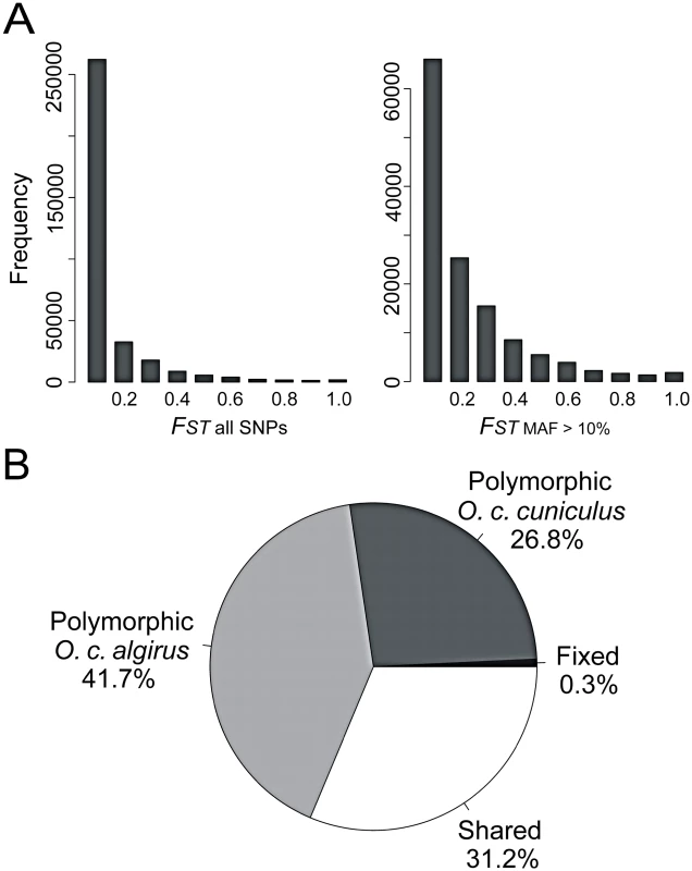 Low to moderate overall genetic differentiation between the two subspecies of rabbits.