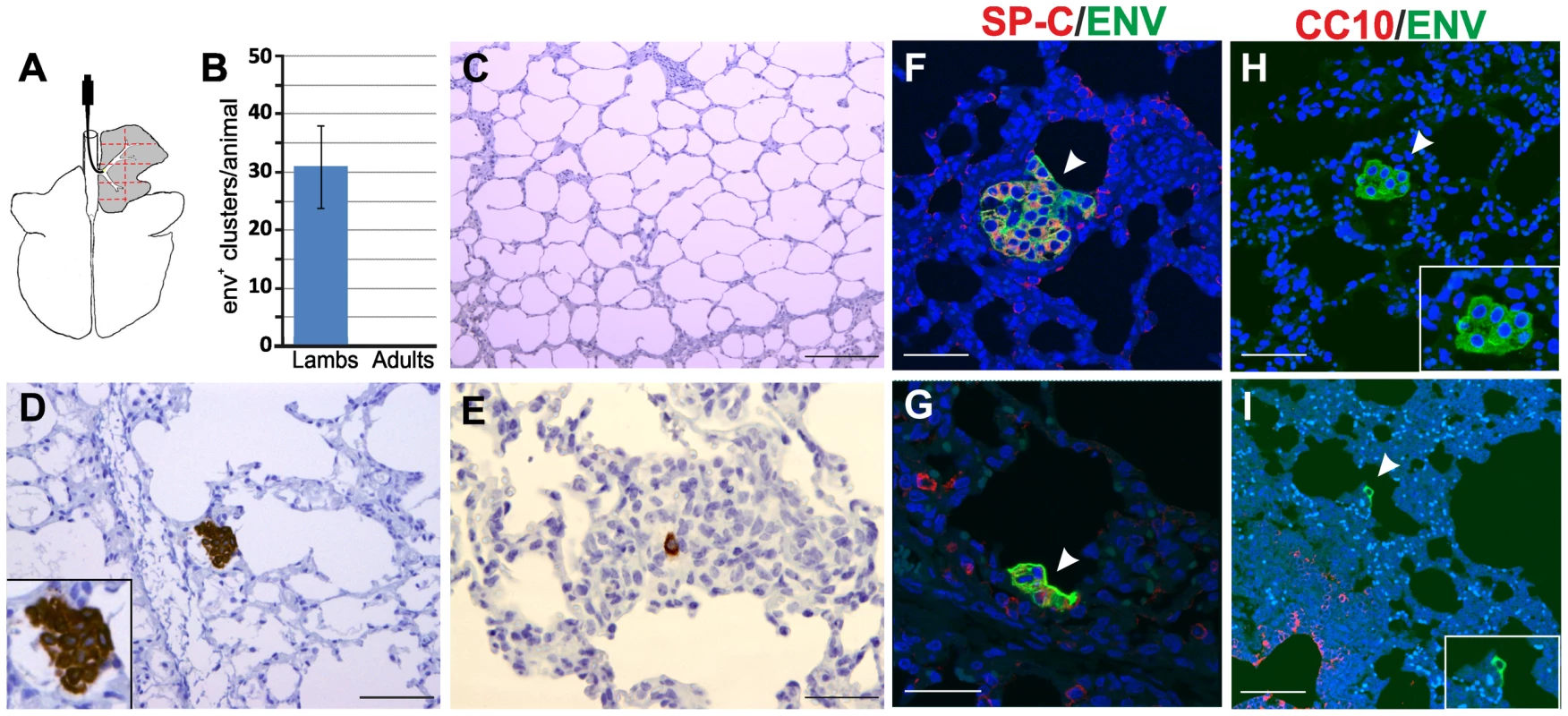 JSRV infection in lambs and adult sheep.