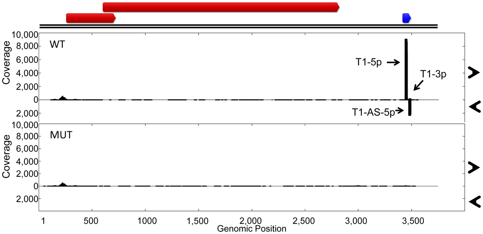 Characterization of wildtype and miRNA mutant TTV-tth8.