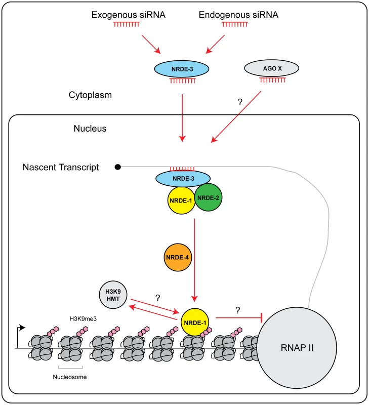 Model of NRDE pathway.
