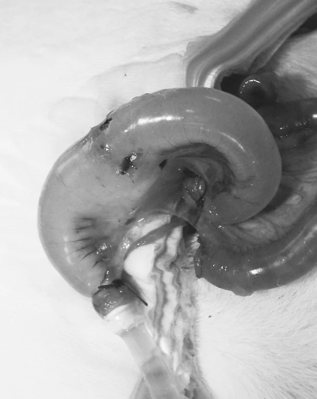 Proximálně zavedený katétr pro měření pevnosti anastomózy vůči intraluminálnímu tlaku.
Fig. 2. The catheter introduced proximally, to measure the anastomotic strenght against bursting pressure.