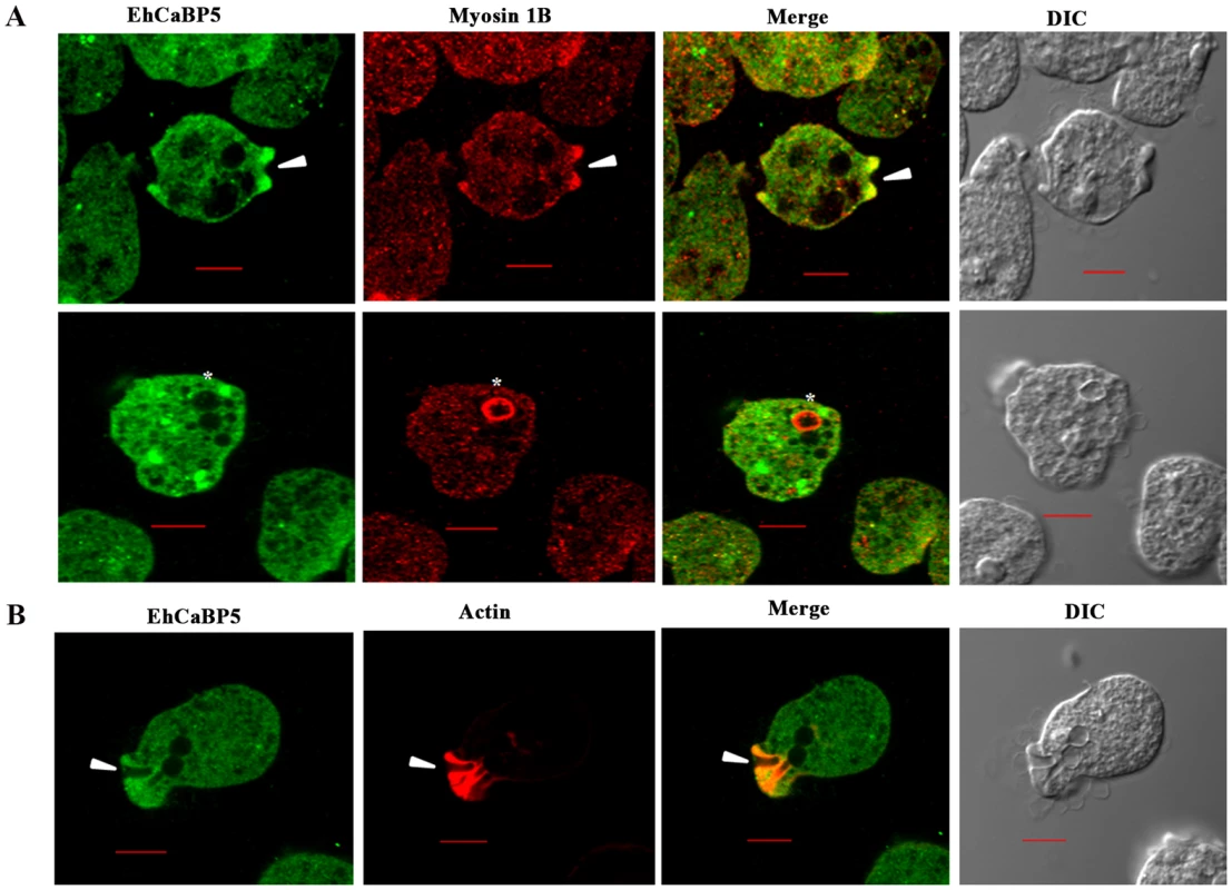 Distribution of EhCaBP5, myosin 1B and actin in <i>E. histolytica</i> during erythrophagocytosis.