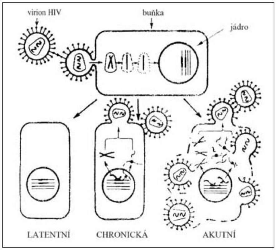 Reakce buňky na infekci HIV
Fig. 6. Cell response to HIV infection